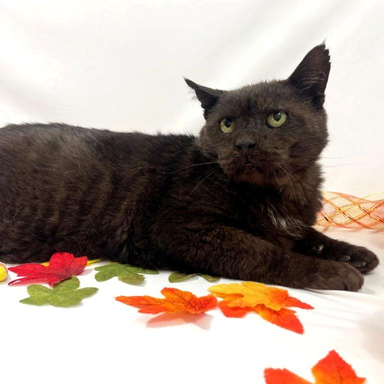 Enlarge Patches, a Adoptable Domestic Short Hair in Harrisonburg, VA image 3/4