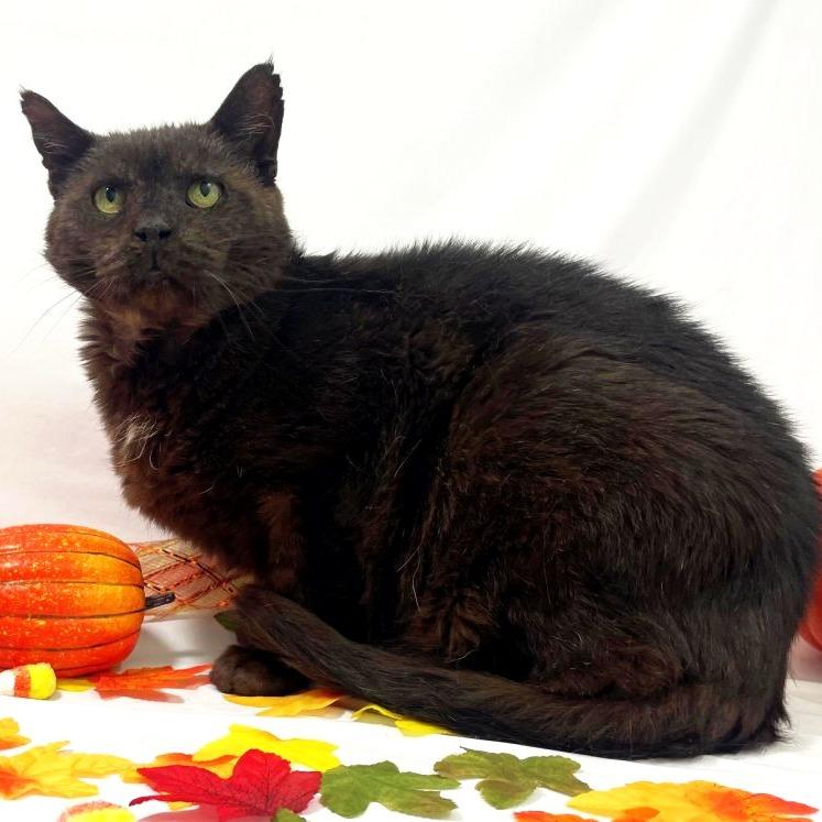 Enlarge Patches, a Adoptable Domestic Short Hair in Harrisonburg, VA image 4/4