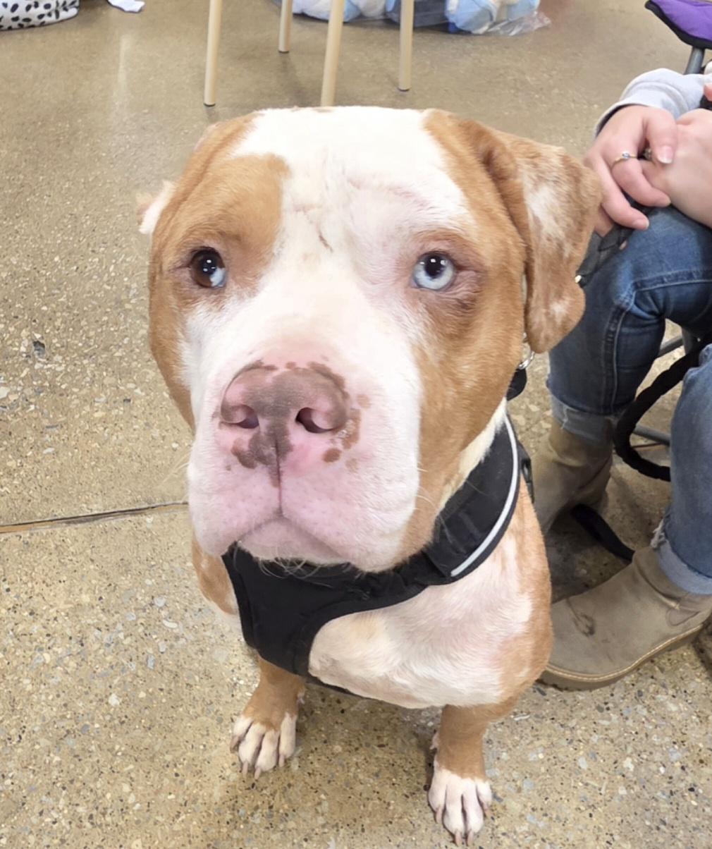 Enlarge Cornelius, a Adoptable mixed breed in merrillville, IN image 3/3