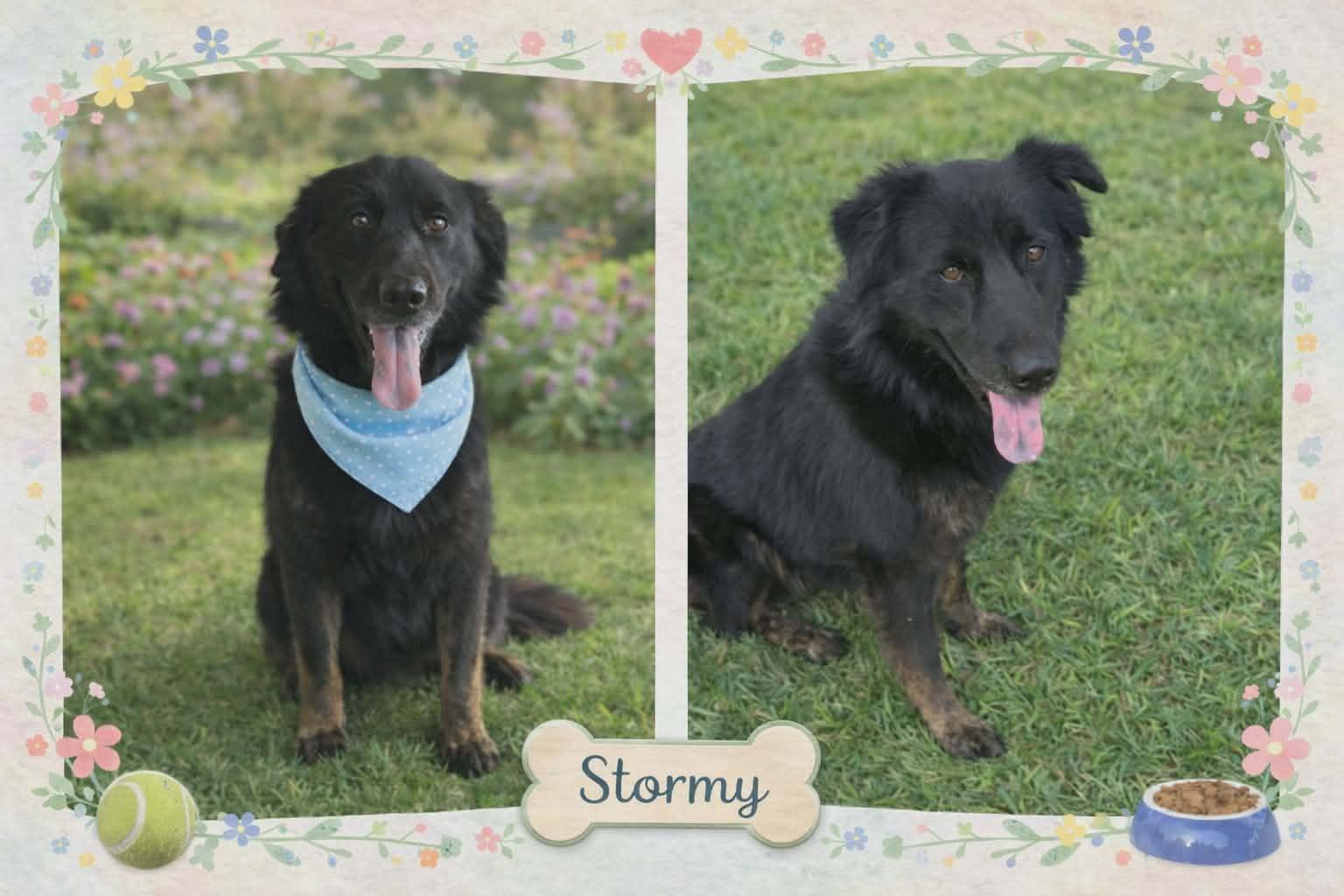 Enlarge Stormy, an adopted mixed breed in White Marsh, MD image 1/4