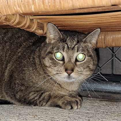 Chowder, Adoptable, Adult Male Domestic Short Hair & Domestic Short Hair.