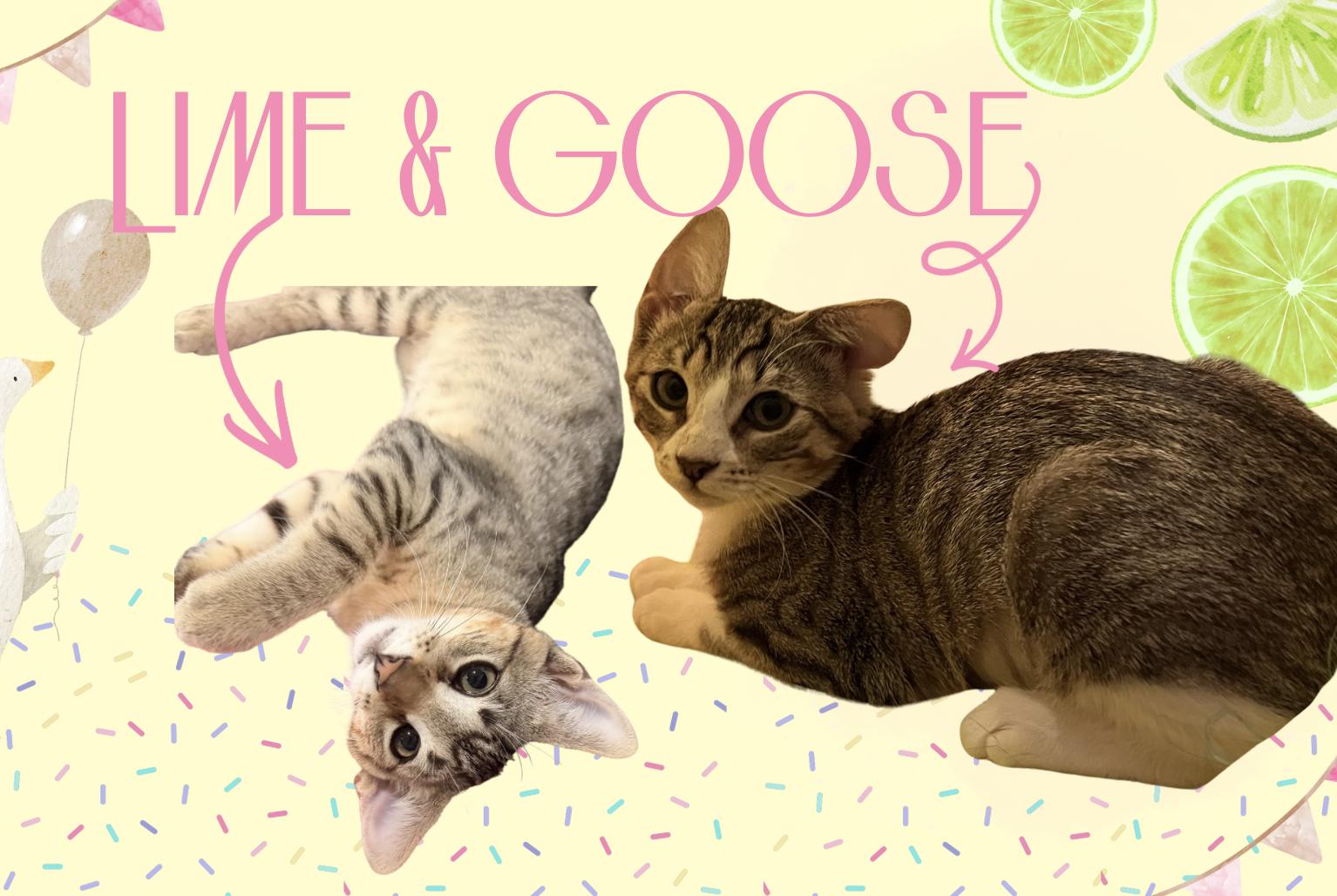 Lime Rickey and Goose, ADOPTABLE, Kitten Male Domestic Short Hair.