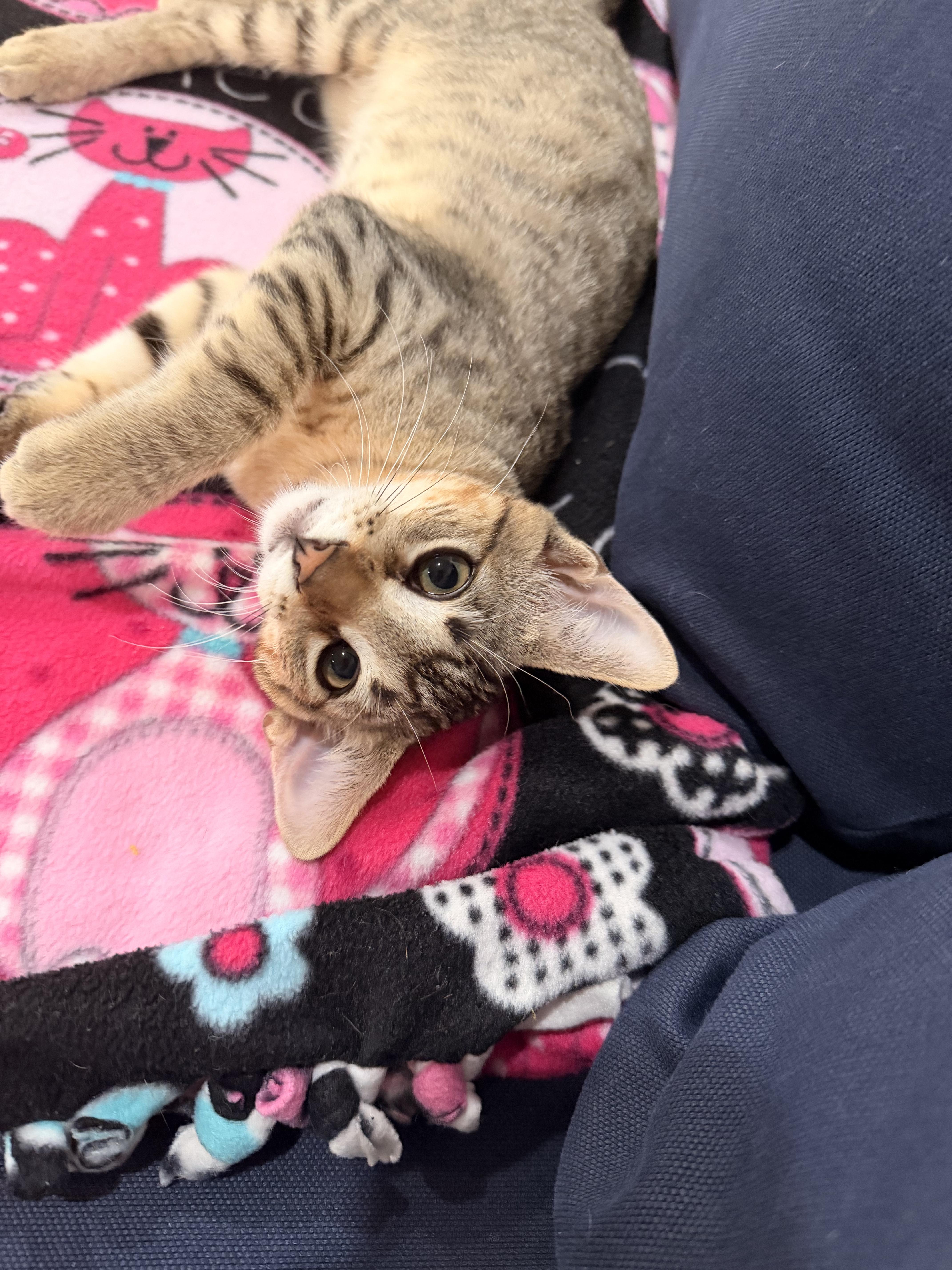 Enlarge Lime Rickey and Goose, a ADOPTABLE Domestic Short Hair in Wellesley, MA image 5/5