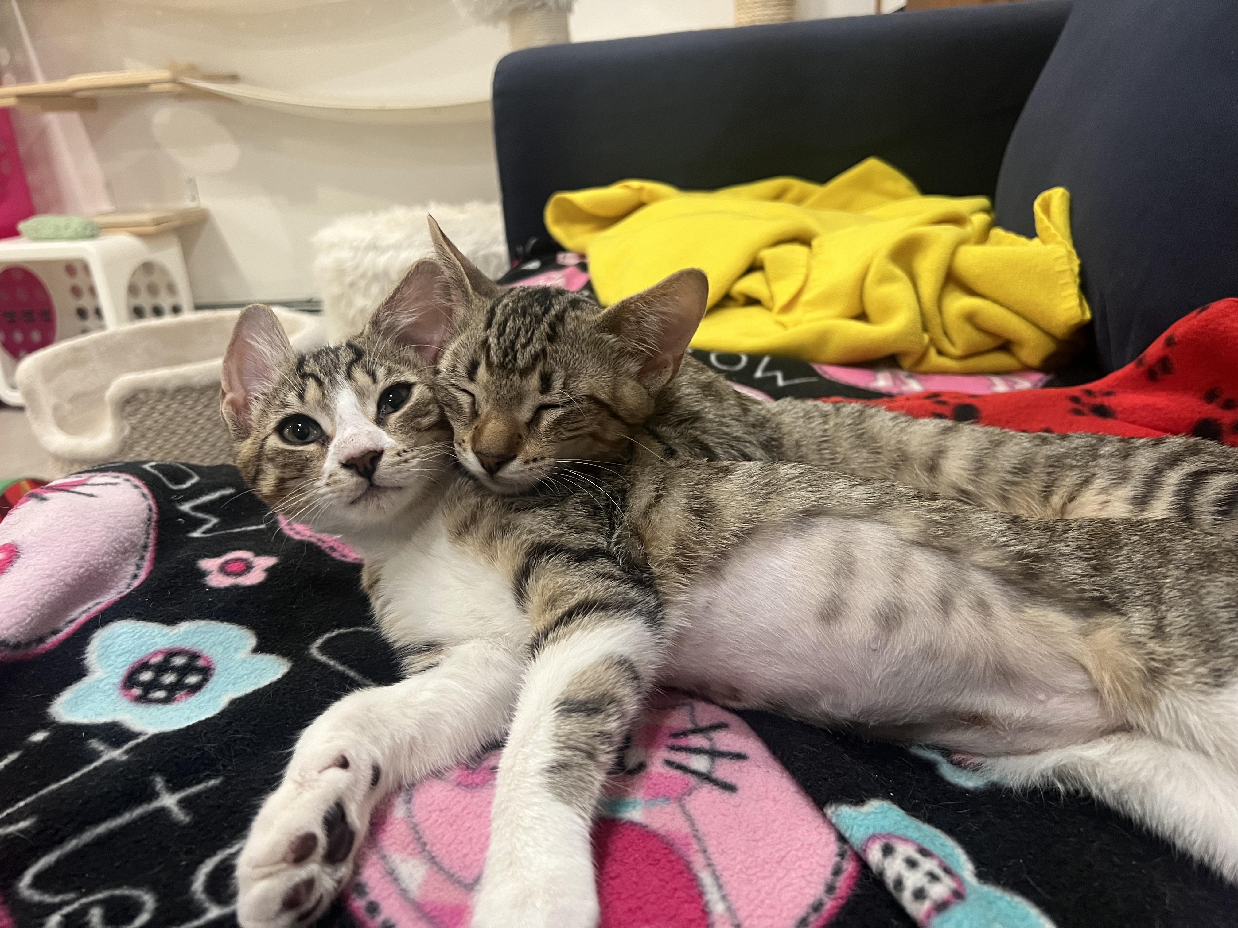 Enlarge Lime Rickey and Goose, a ADOPTABLE Domestic Short Hair in Wellesley, MA image 2/5