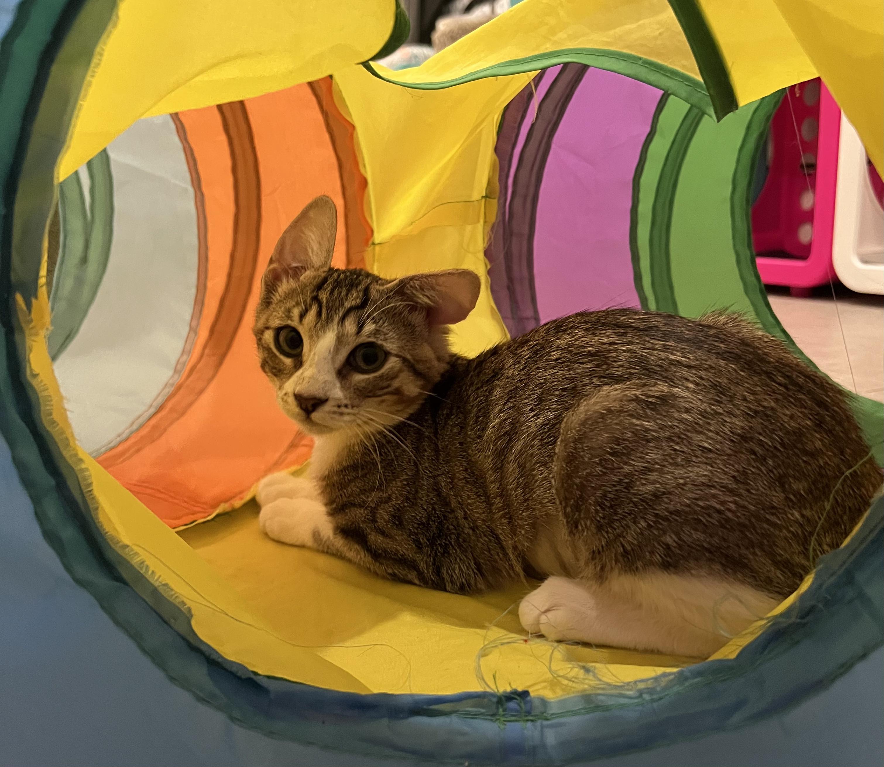 Enlarge Lime Rickey and Goose, a ADOPTABLE Domestic Short Hair in Wellesley, MA image 4/5