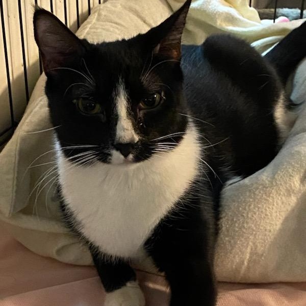 Prue, a Adoptable mixed breed in Germansville, PA image 1/3