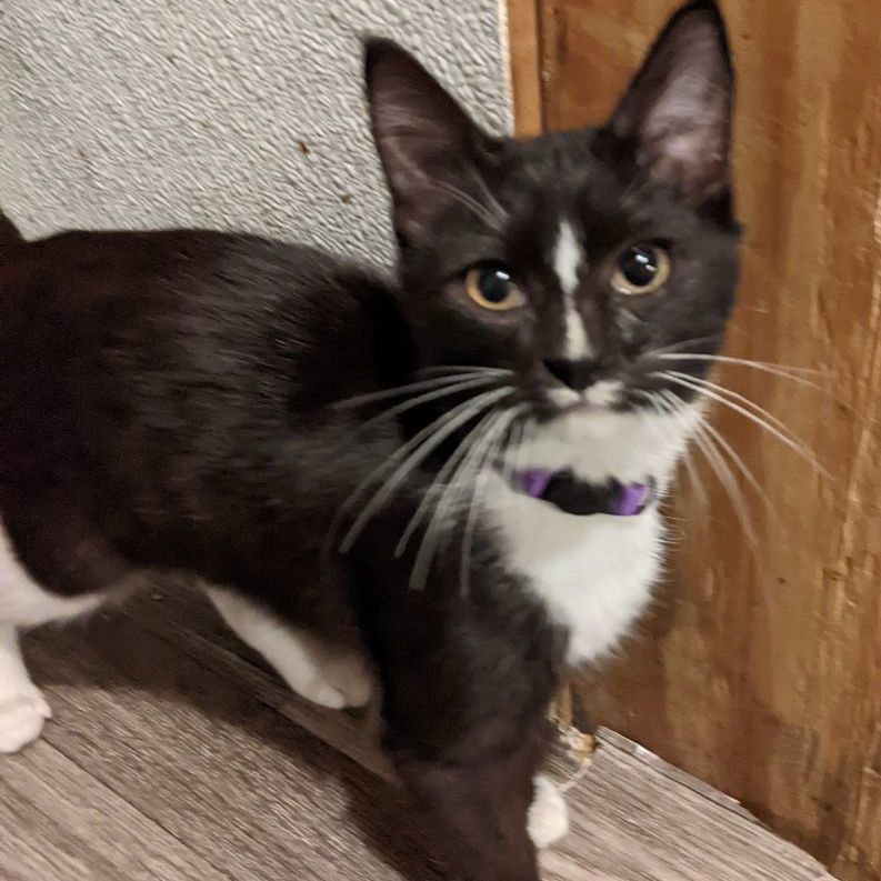 Prue, a Adoptable mixed breed in Germansville, PA image 3/3