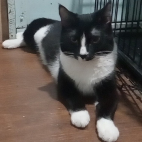 Prue, a Adoptable mixed breed in Germansville, PA image 2/3