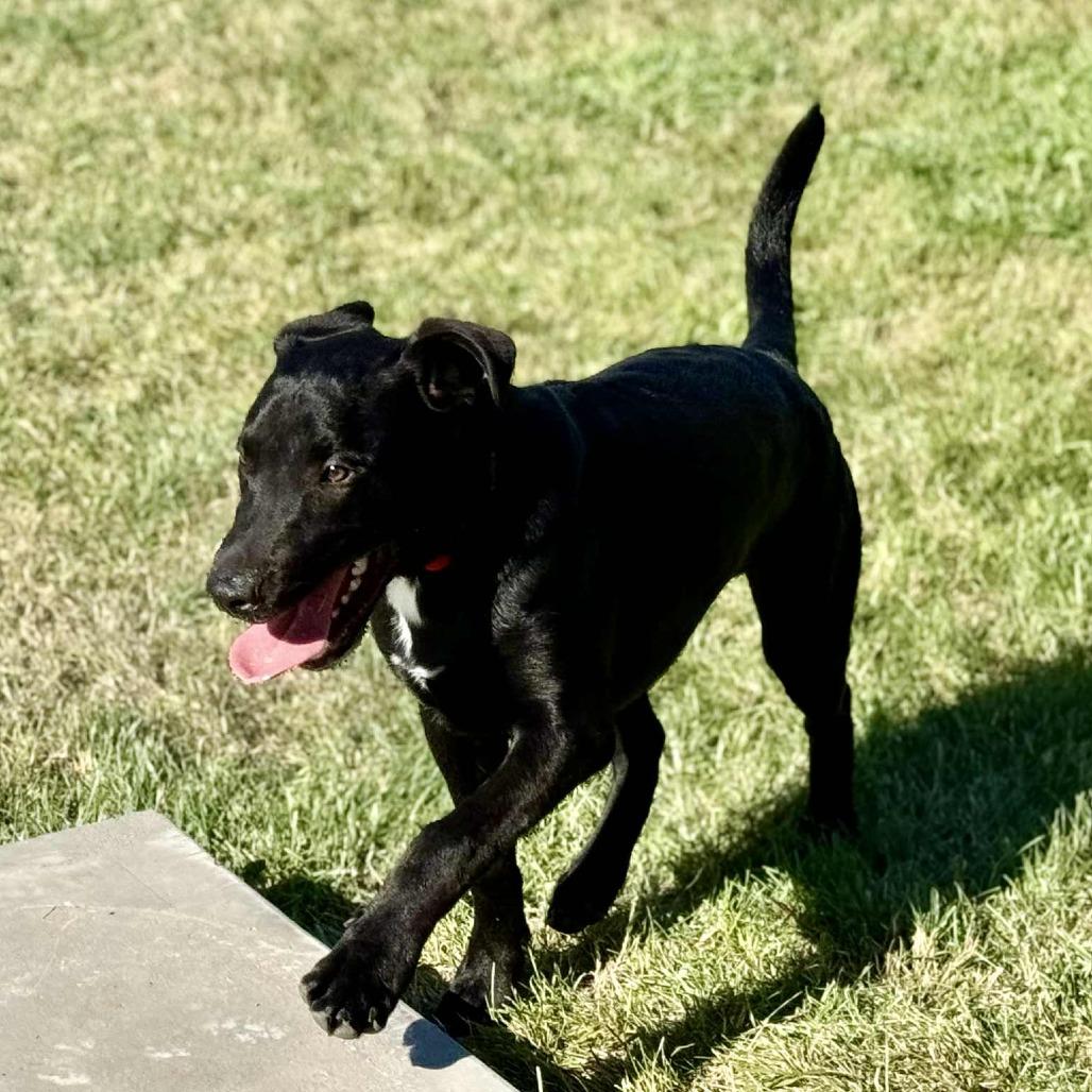 Enlarge Bear, a Adoptable mixed breed in West Richland, WA image 1/2