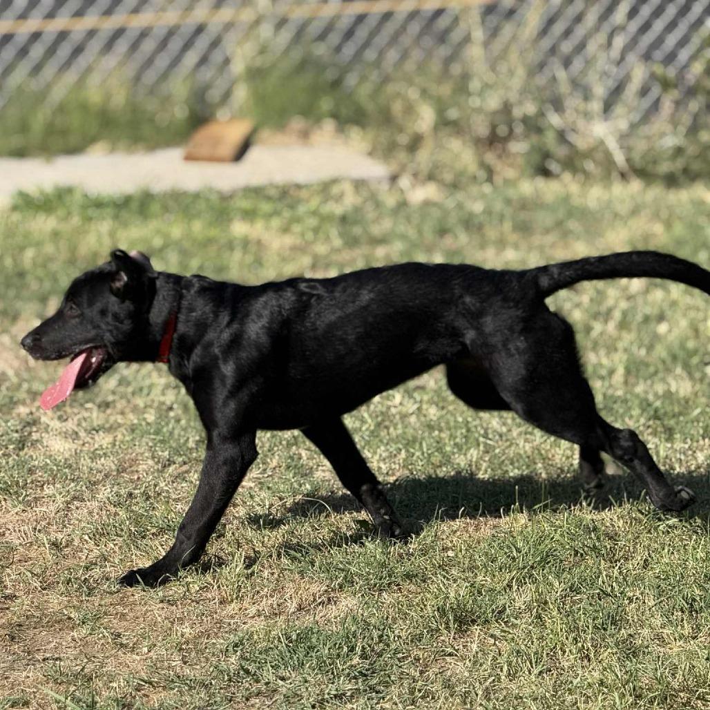 Enlarge Bear, a Adoptable mixed breed in West Richland, WA image 2/2