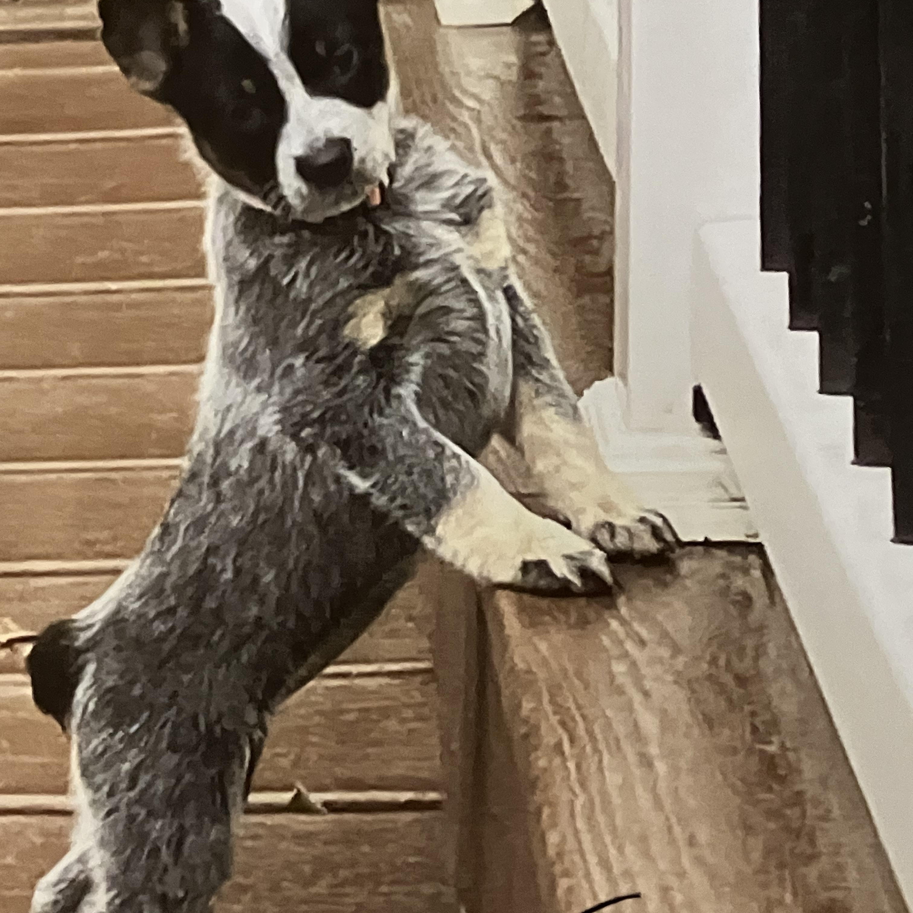 Emmie, adopted, Puppy Female Australian Cattle Dog / Blue Heeler.