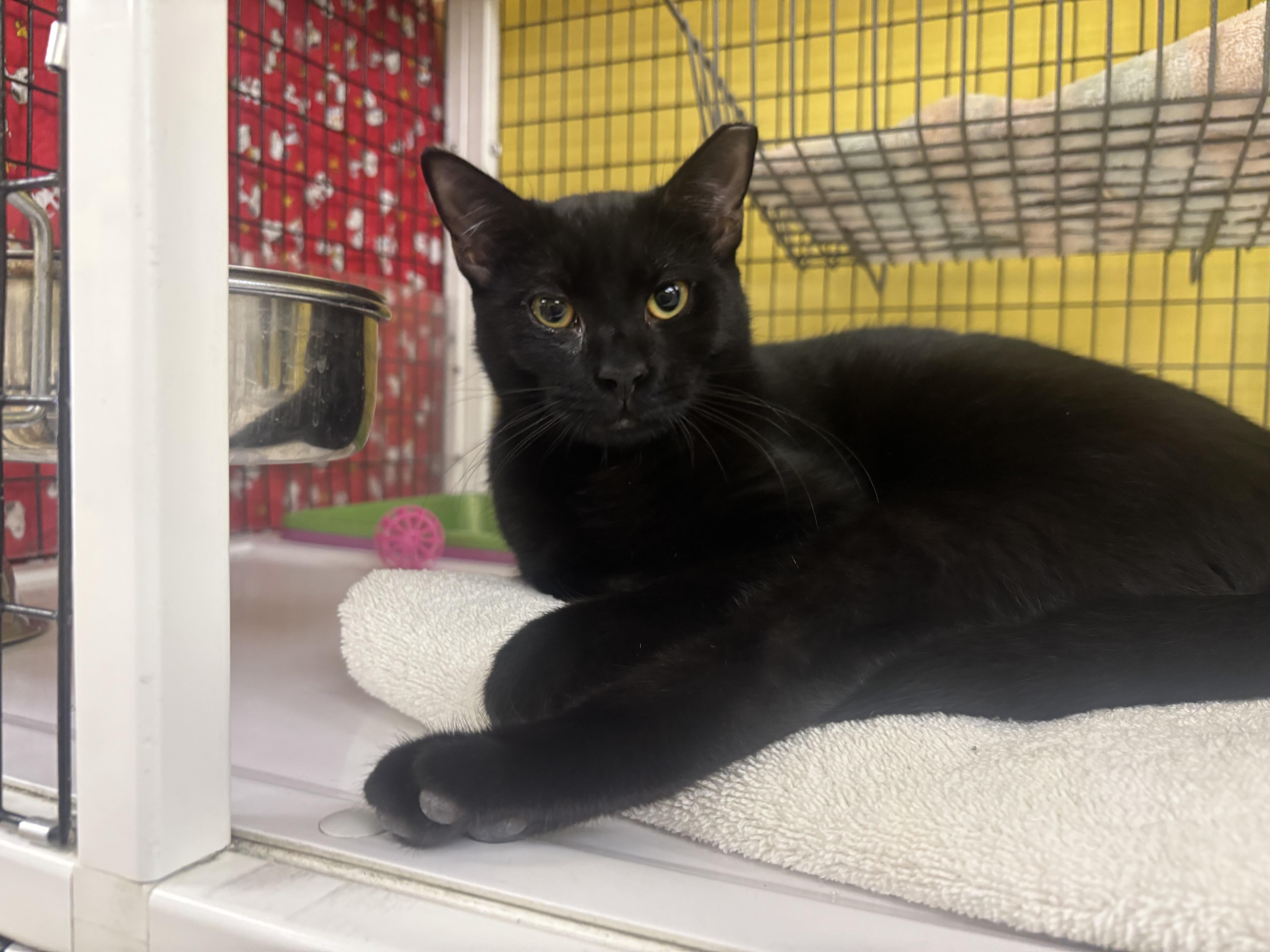 Stanely, a Adoptable Domestic Short Hair in Lyndhurst, NJ image 1/2