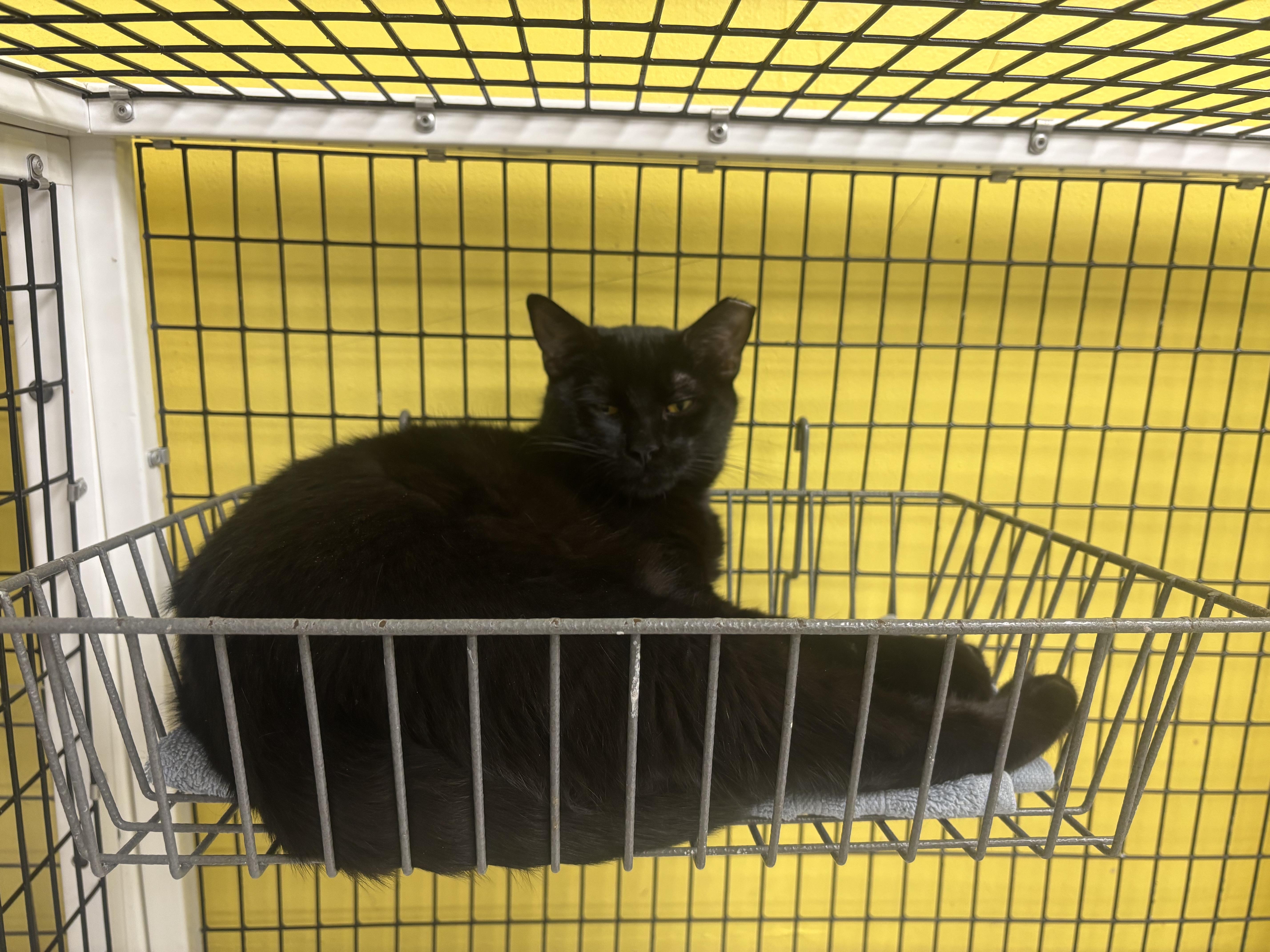 Stanely, a Adoptable Domestic Short Hair in Lyndhurst, NJ image 2/2