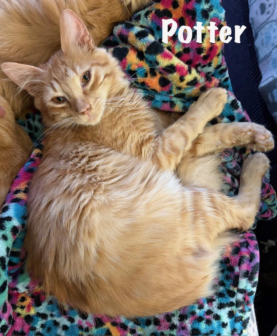 Enlarge Potter, a Adoptable Domestic Medium Hair in Pekin, IL image 3/3