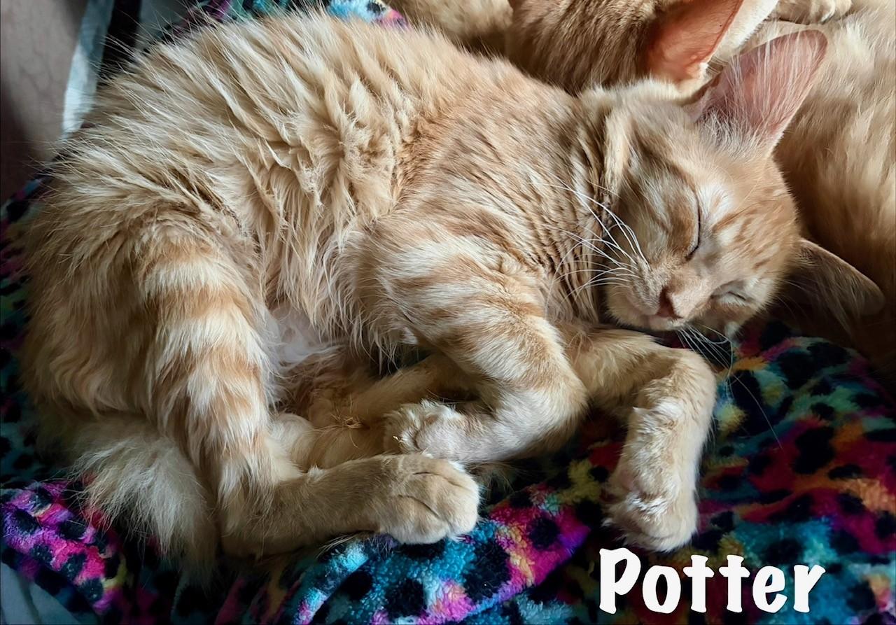 Enlarge Potter, a Adoptable Domestic Medium Hair in Pekin, IL image 2/3