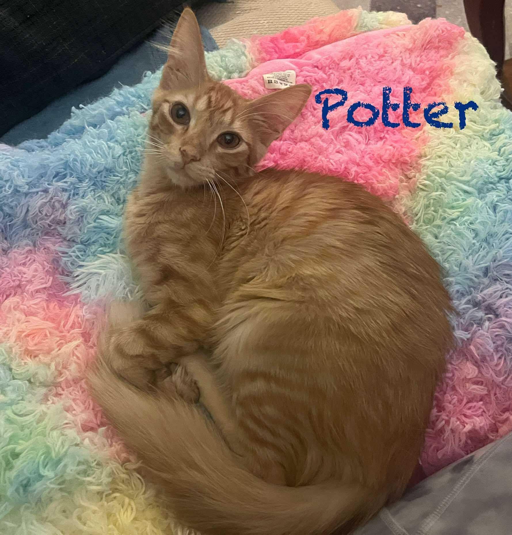 Enlarge Potter, a Adoptable Domestic Medium Hair in Pekin, IL image 1/3