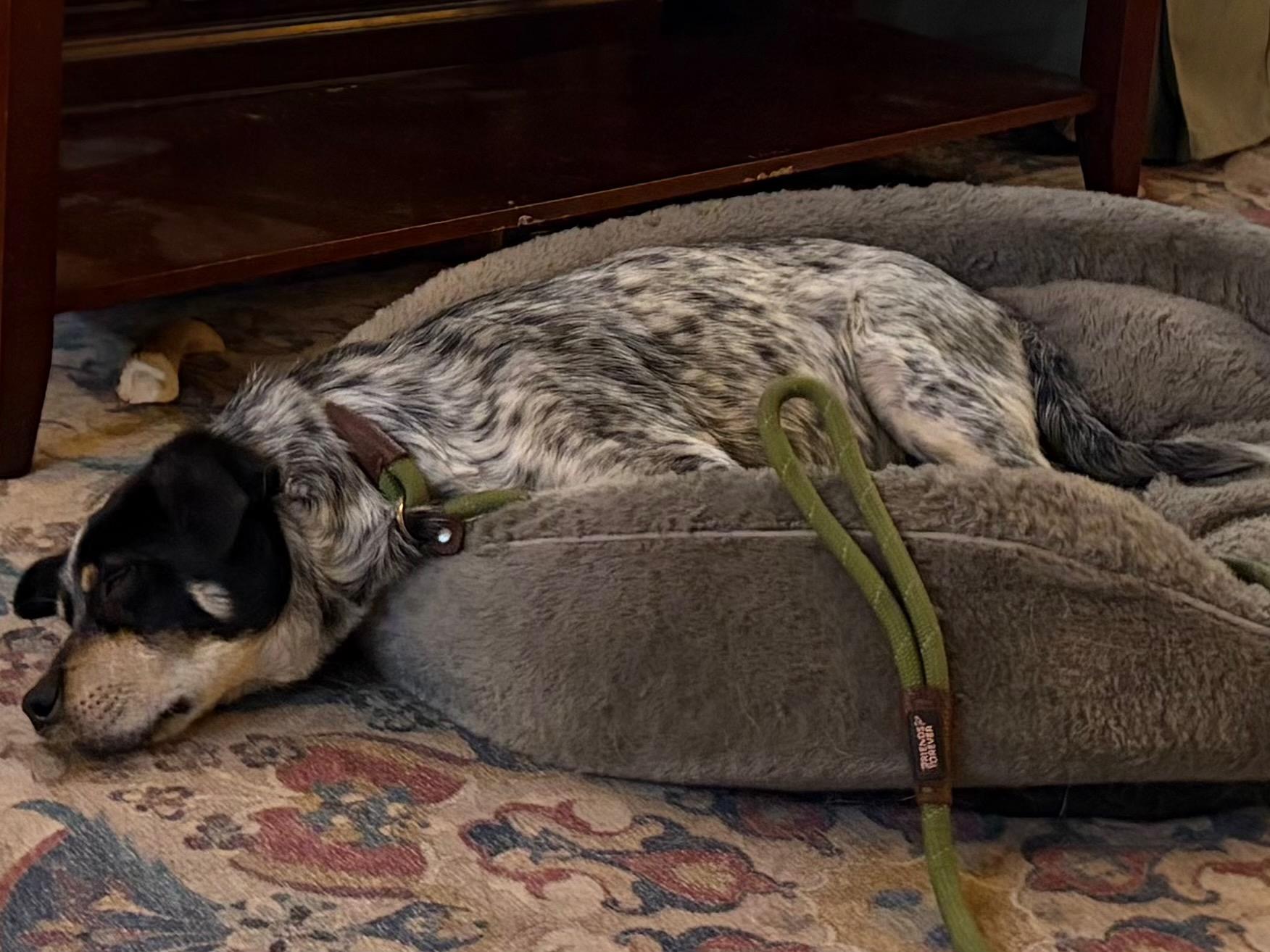 Elvis, a ADOPTABLE mixed breed in Jessup, MD image 2/4