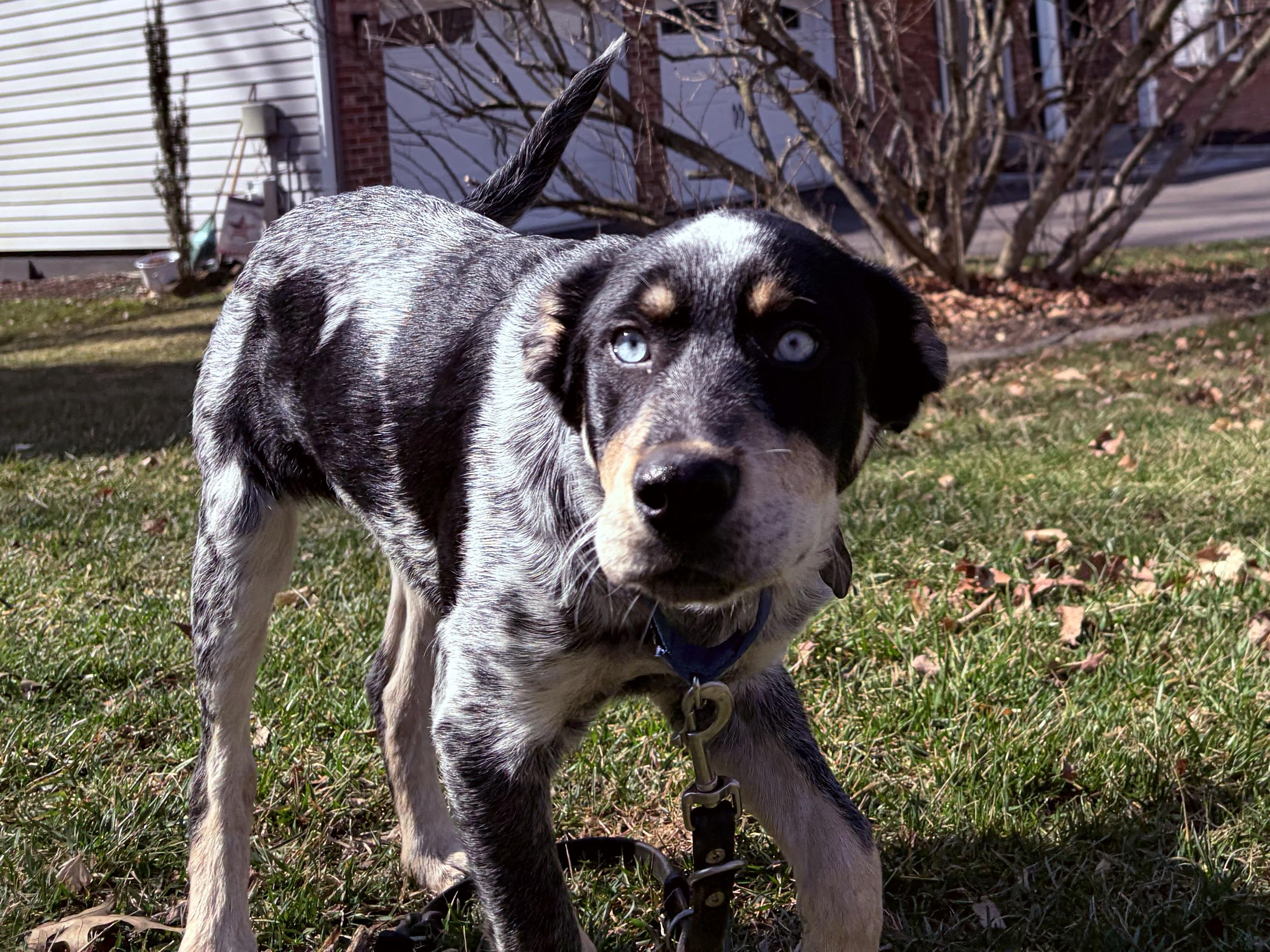 Elvis, adoptable, Young Male Australian Cattle Dog / Blue Heeler.