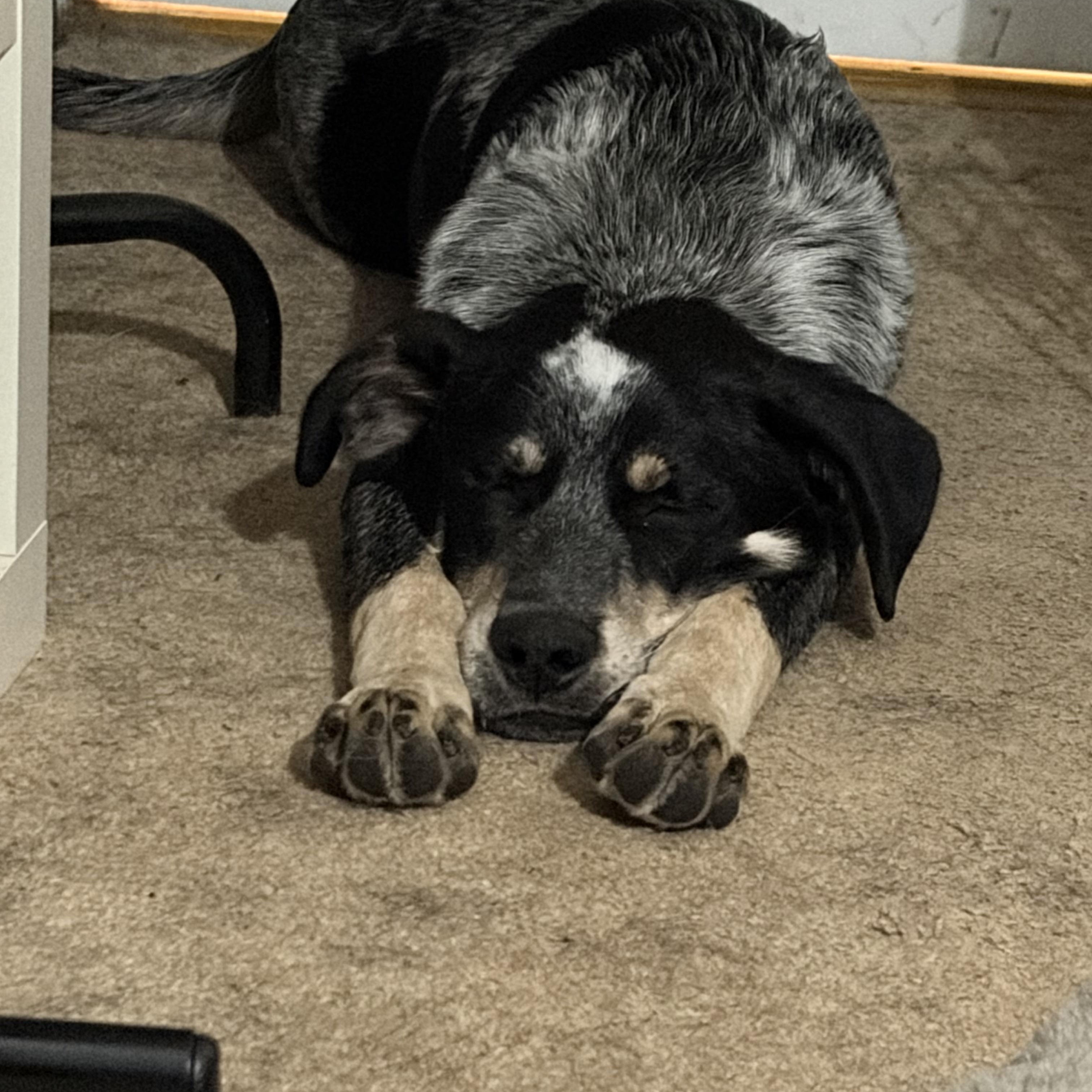 Enlarge Elvis, an adoptable mixed breed in Jessup, MD image 3/4