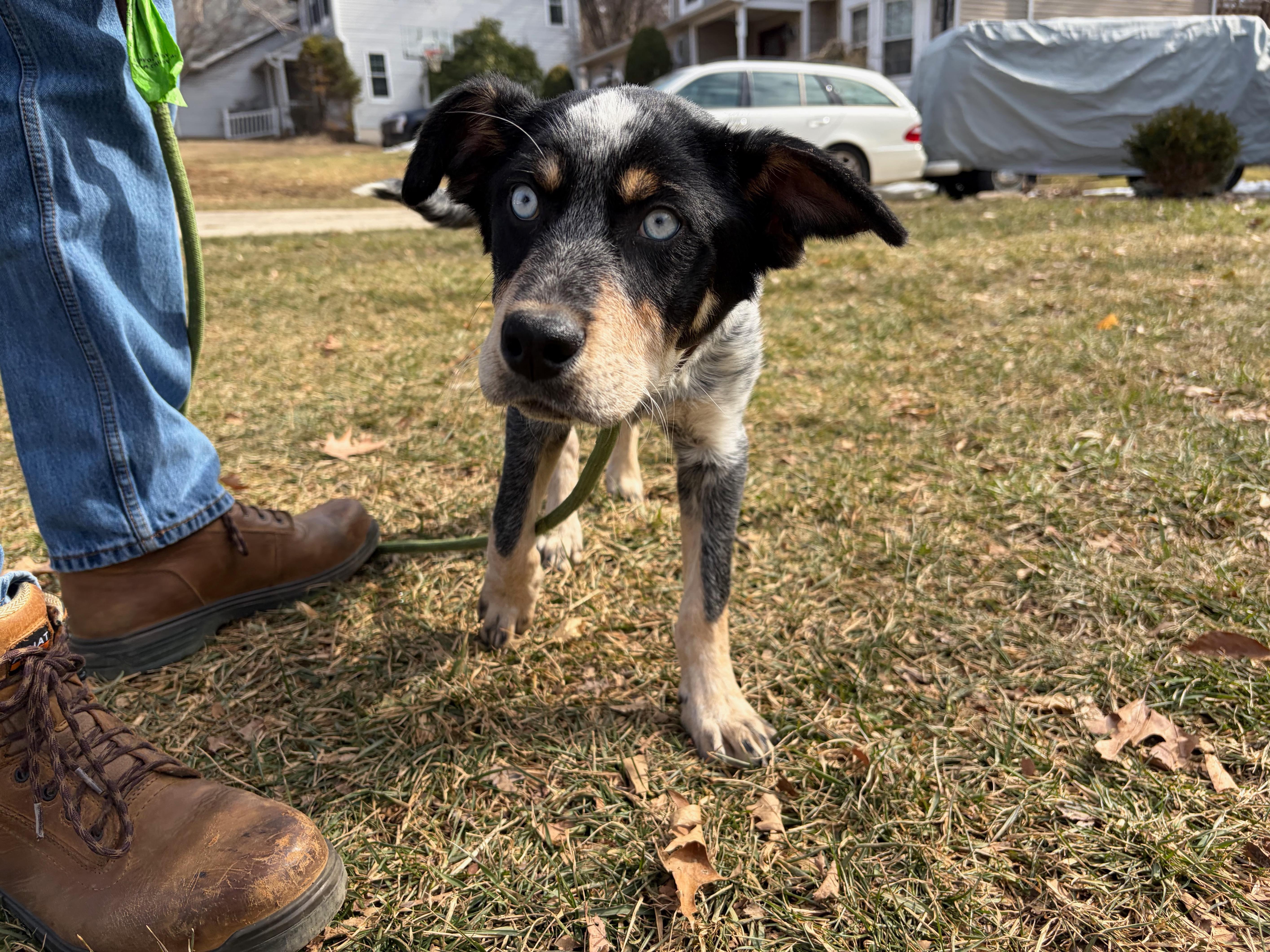 Elvis, a ADOPTABLE mixed breed in Jessup, MD image 4/4