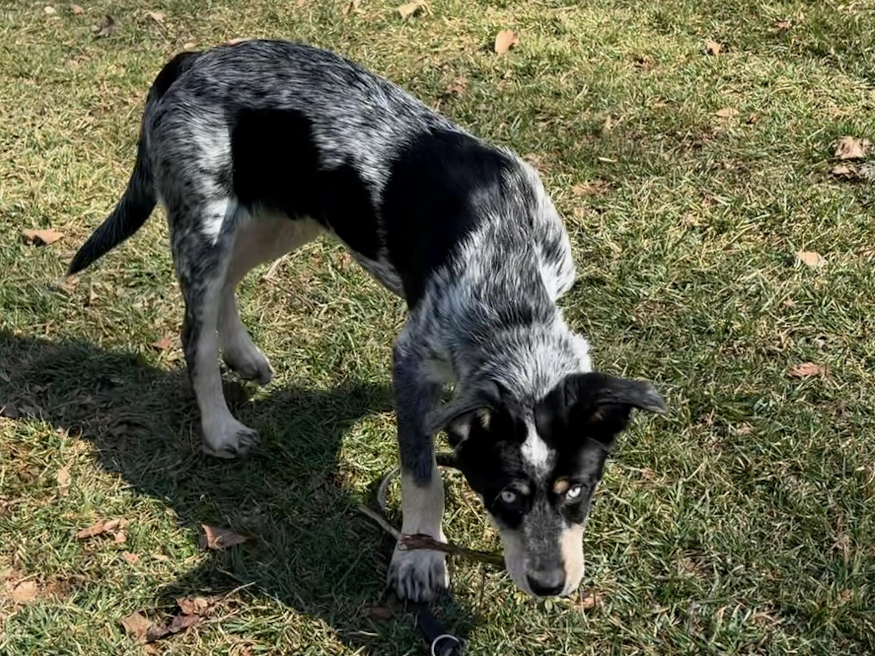 Elvis, a ADOPTABLE mixed breed in Jessup, MD image 3/4