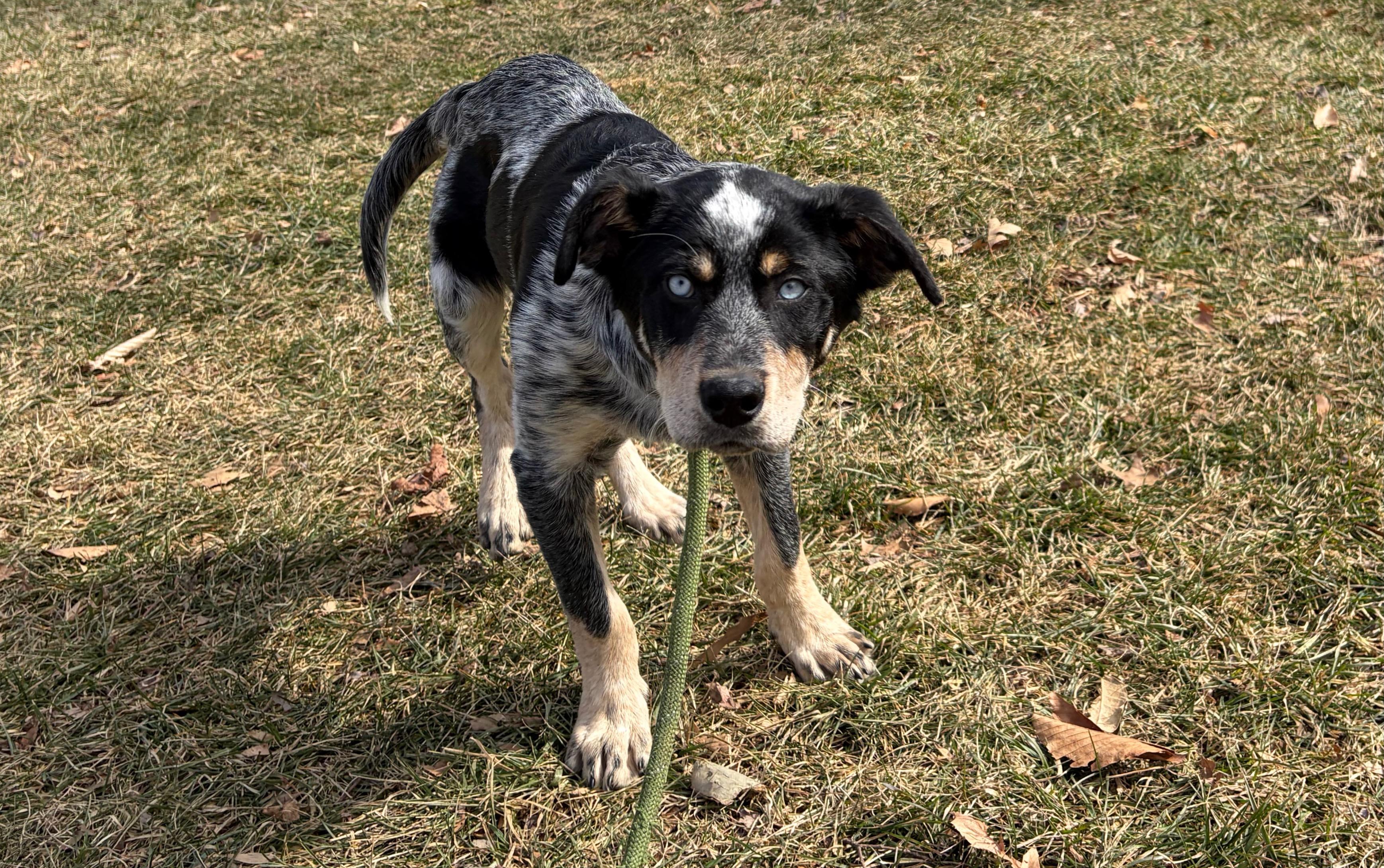 Elvis, ADOPTABLE, Young Male Australian Cattle Dog / Blue Heeler.