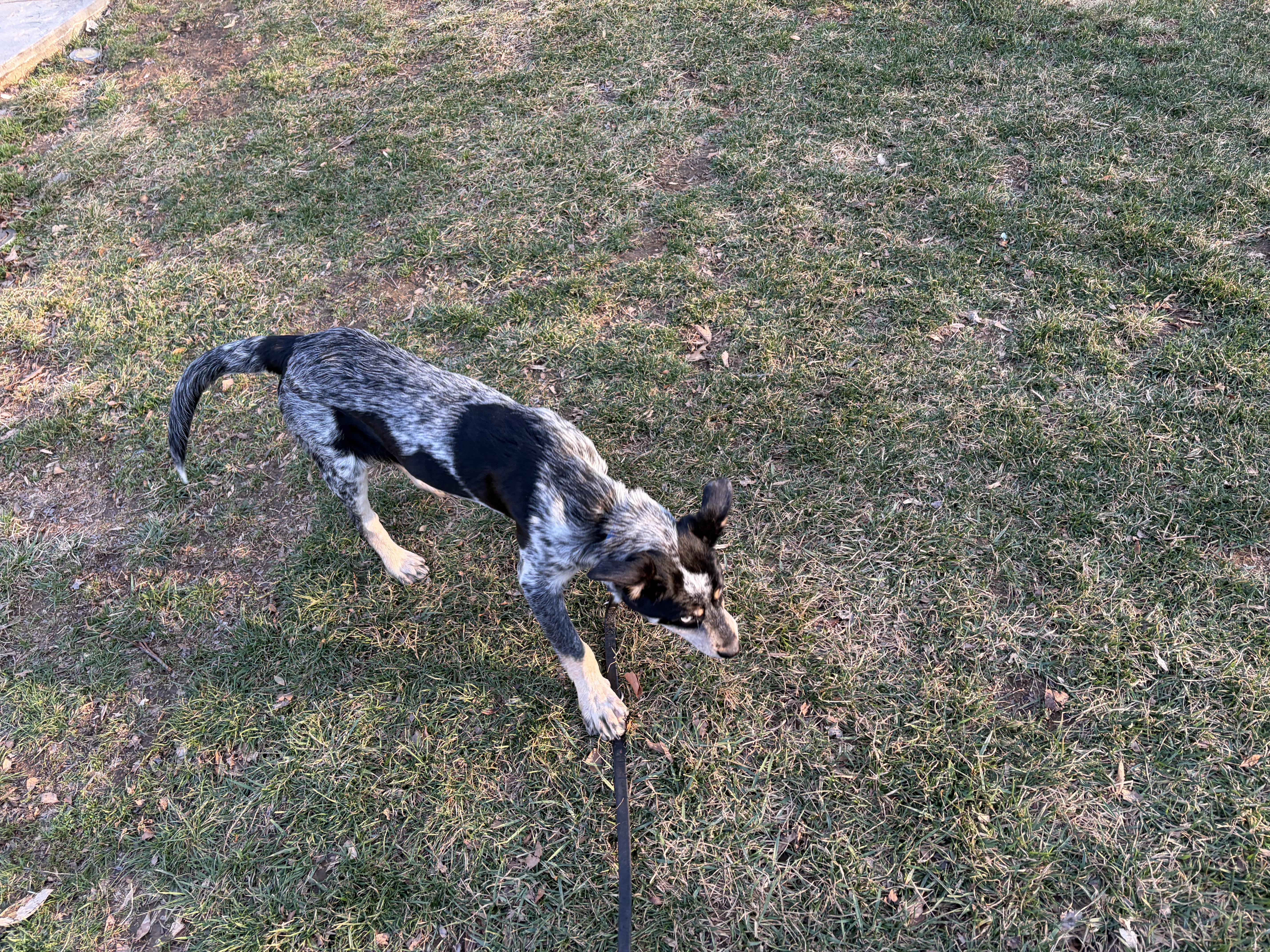 Enlarge Elvis, an adoptable mixed breed in Jessup, MD image 2/4