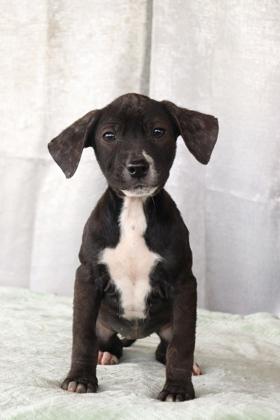 Parrie — thumbnail 2