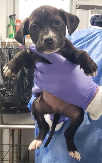 Parrie — thumbnail 3