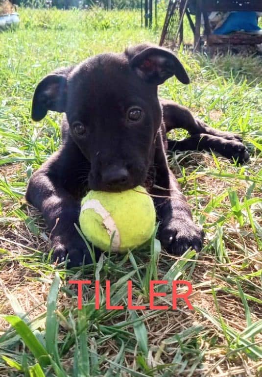 Dog for adoption Tiller (2024091104), a Labrador Retriever Mix in