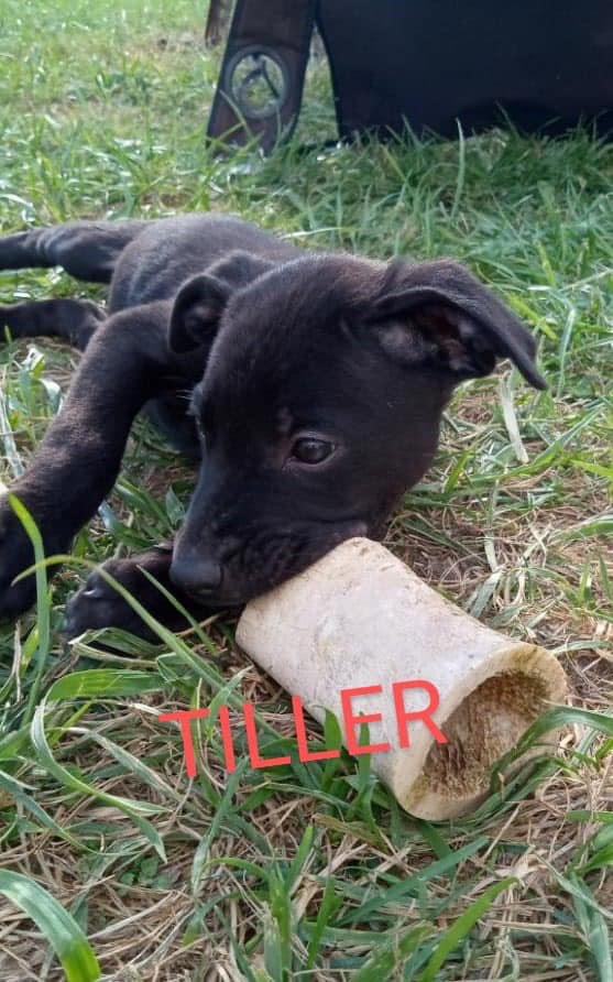 Dog for adoption Tiller (2024091104), a Labrador Retriever Mix in