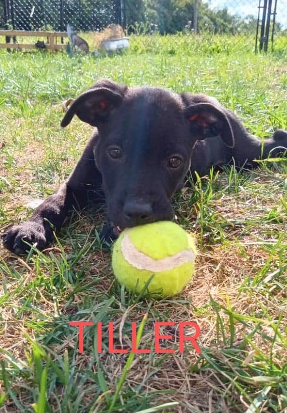 Dog for adoption Tiller (2024091104), a Labrador Retriever Mix in