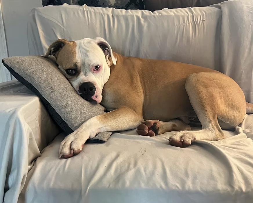 Enlarge Cade, a Adoptable American Bulldog in Broken Arrow, OK image 6/6