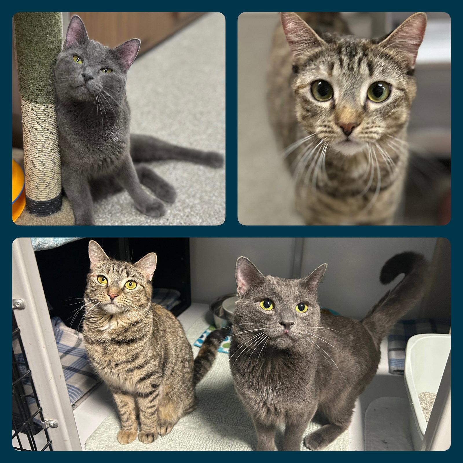 Enlarge Mommy & Daddy, a Adoptable Domestic Short Hair in Whitehall, PA image 1/1
