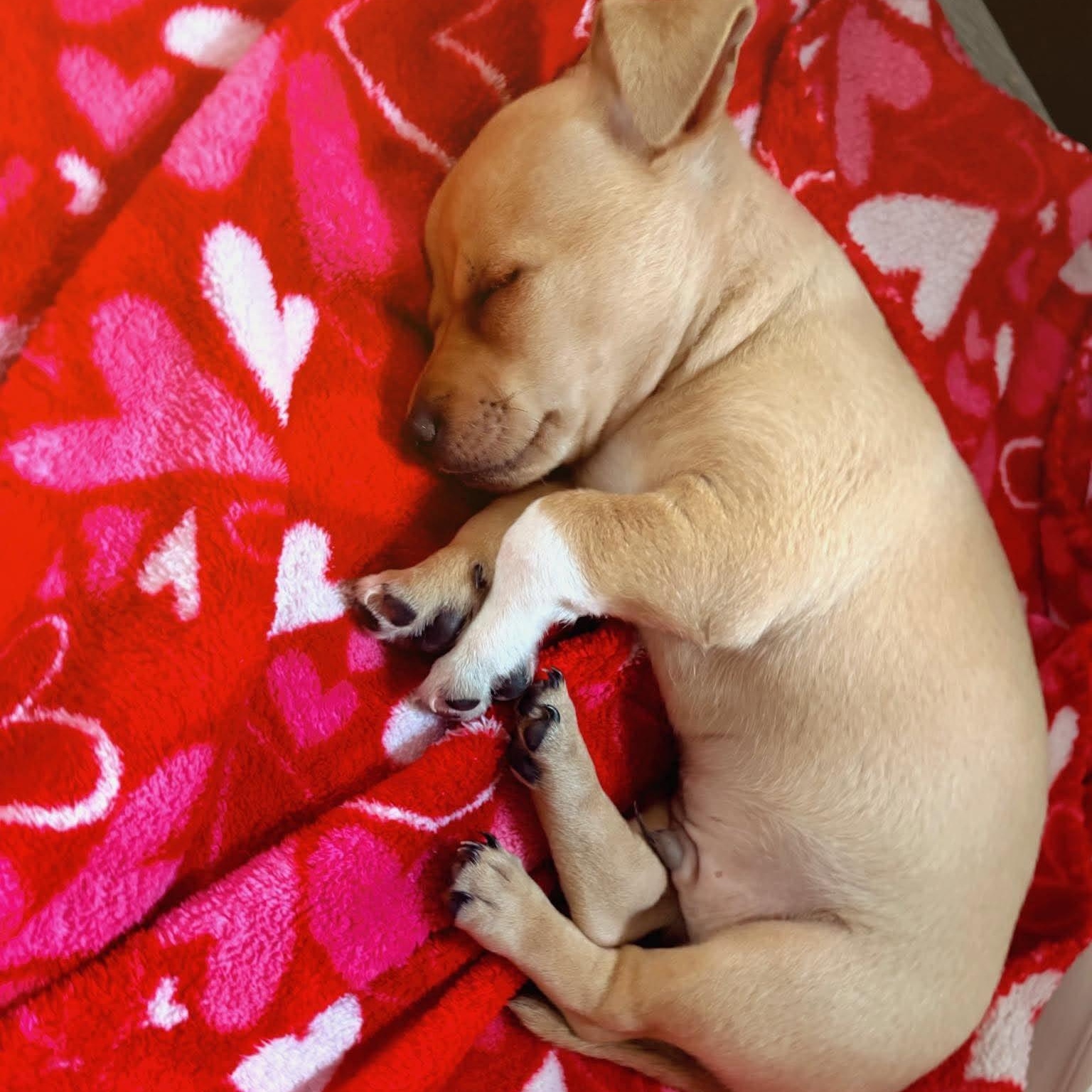 Enlarge Peter, an adopted Chihuahua in Justin, TX image 2/3