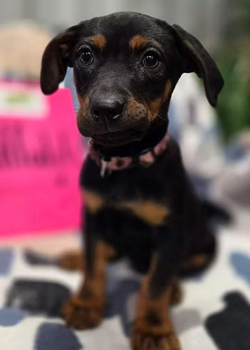 Enlarge Daffodils, a ADOPTABLE Mixed Breed in Racine, WI image 3/3