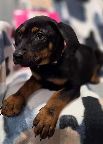 Enlarge Daffodils, a ADOPTABLE Mixed Breed in Racine, WI image 2/3