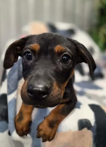 Daffodils, ADOPTABLE, Young Female Mixed Breed.