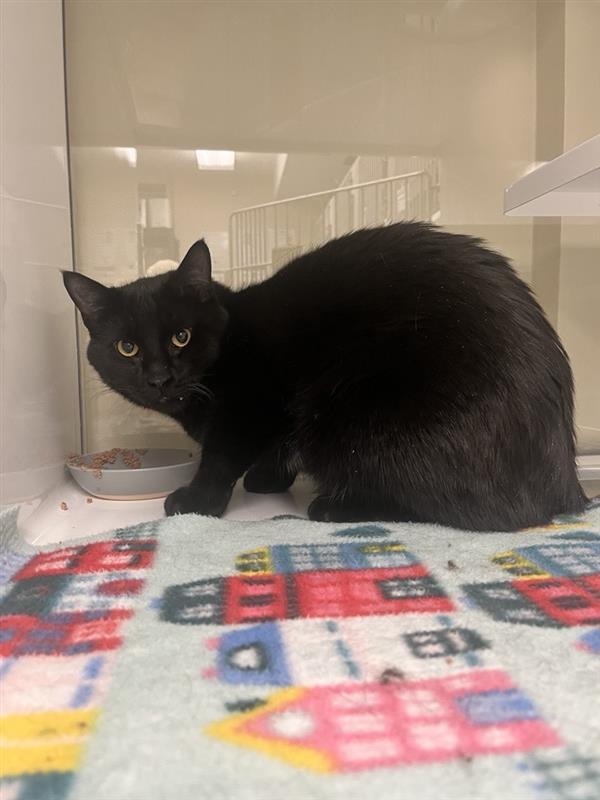 Loki, Adopted, Young Male Domestic Medium Hair.