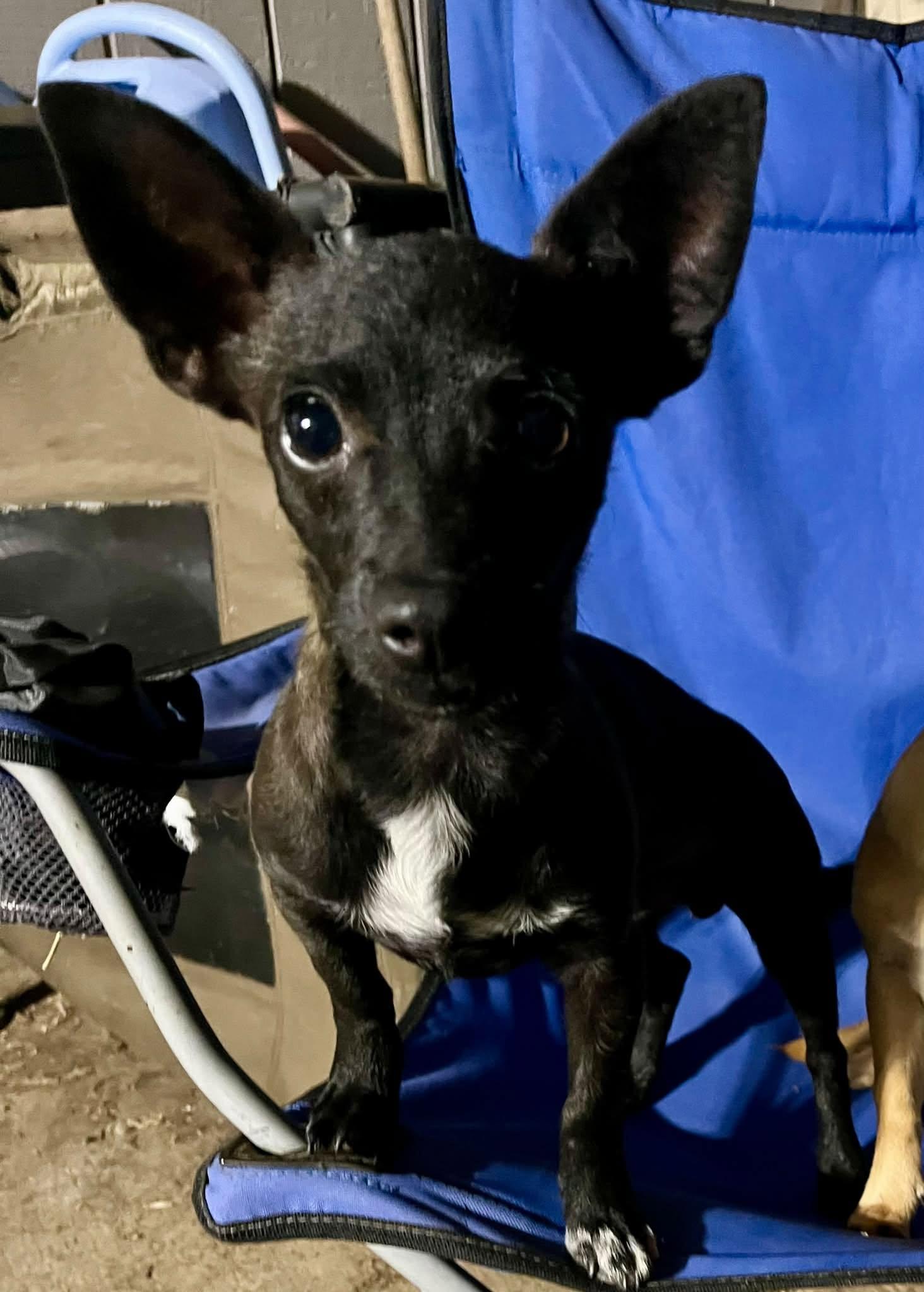 Enlarge Jack Skellington, a Adoptable mixed breed in Eugene, OR image 4/5