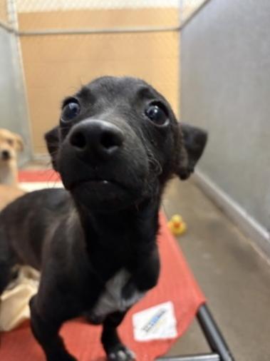 Enlarge Jack Skellington, a Adoptable mixed breed in Eugene, OR image 5/5