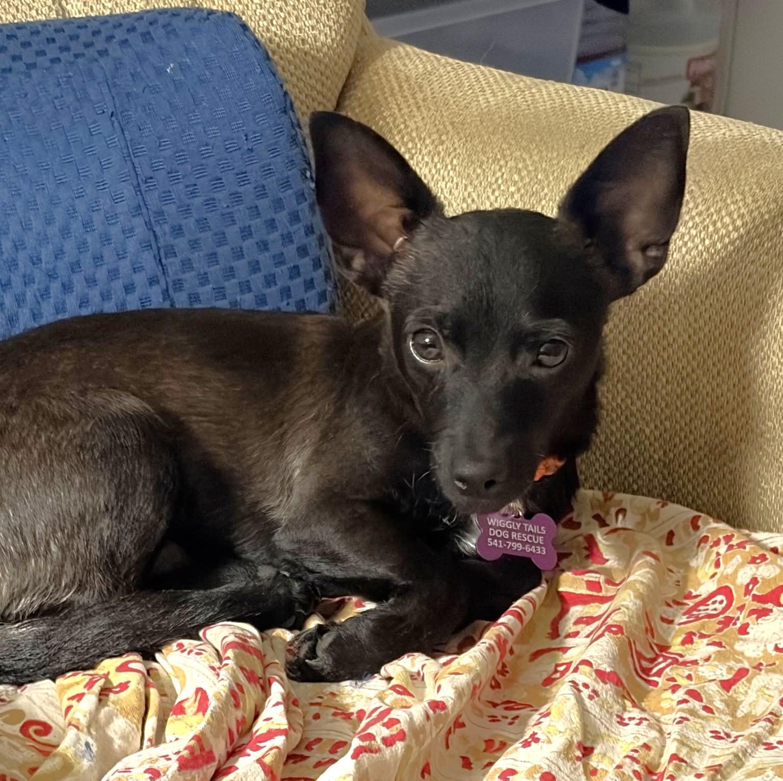 Enlarge Jack Skellington, a Adoptable mixed breed in Eugene, OR image 1/5