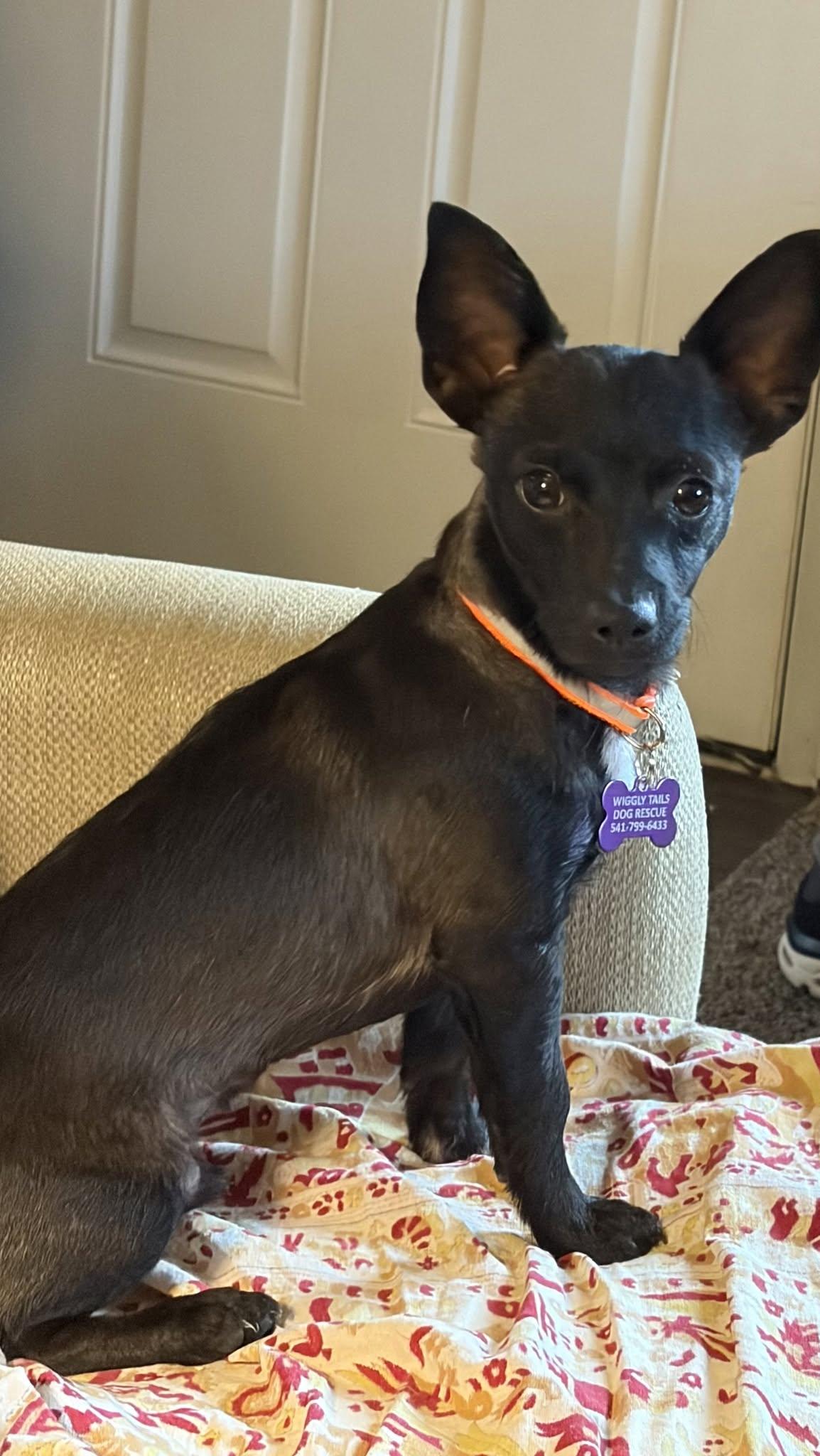 Enlarge Jack Skellington, a Adoptable mixed breed in Eugene, OR image 3/5