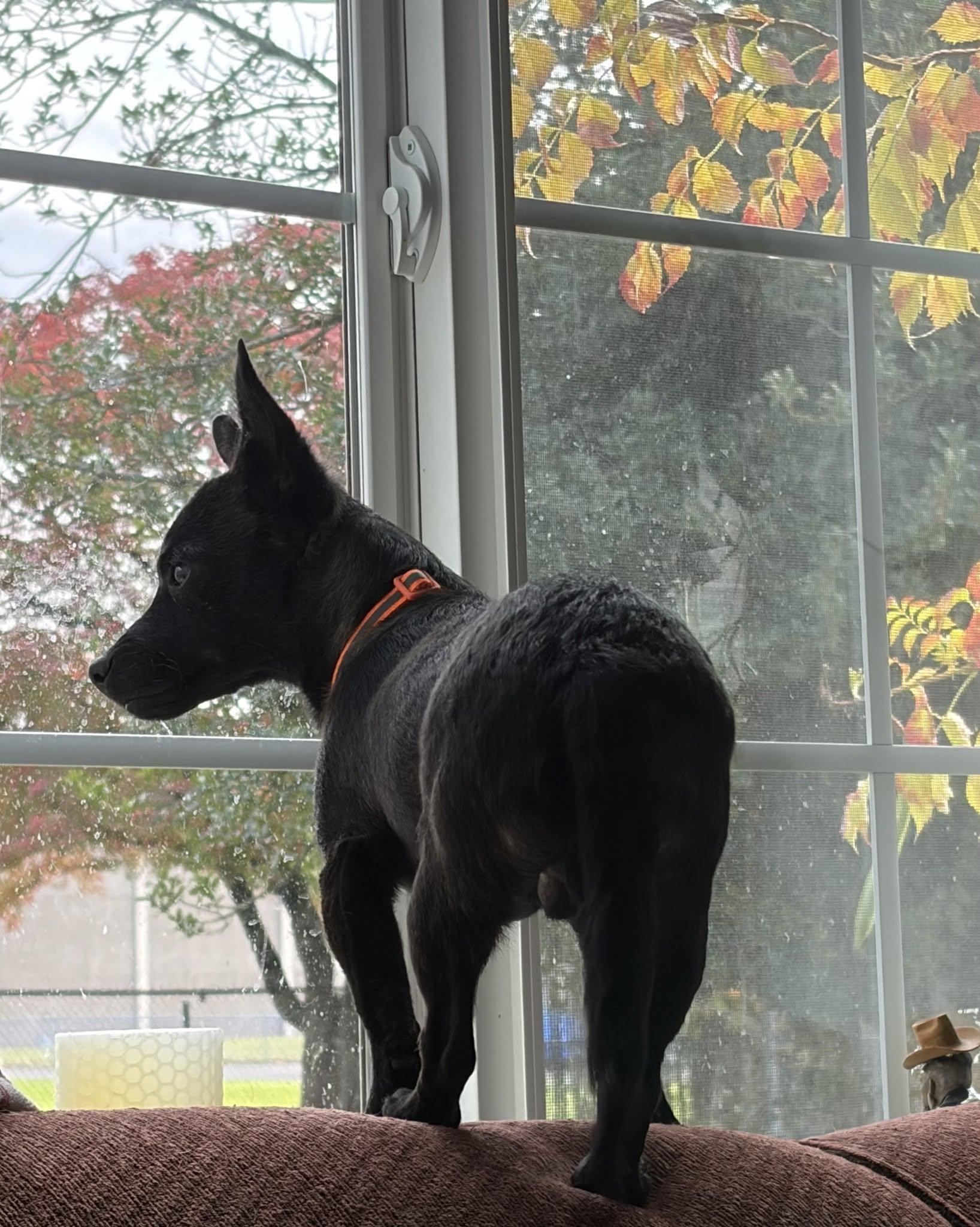 Enlarge Jack Skellington, a Adoptable mixed breed in Eugene, OR image 2/5