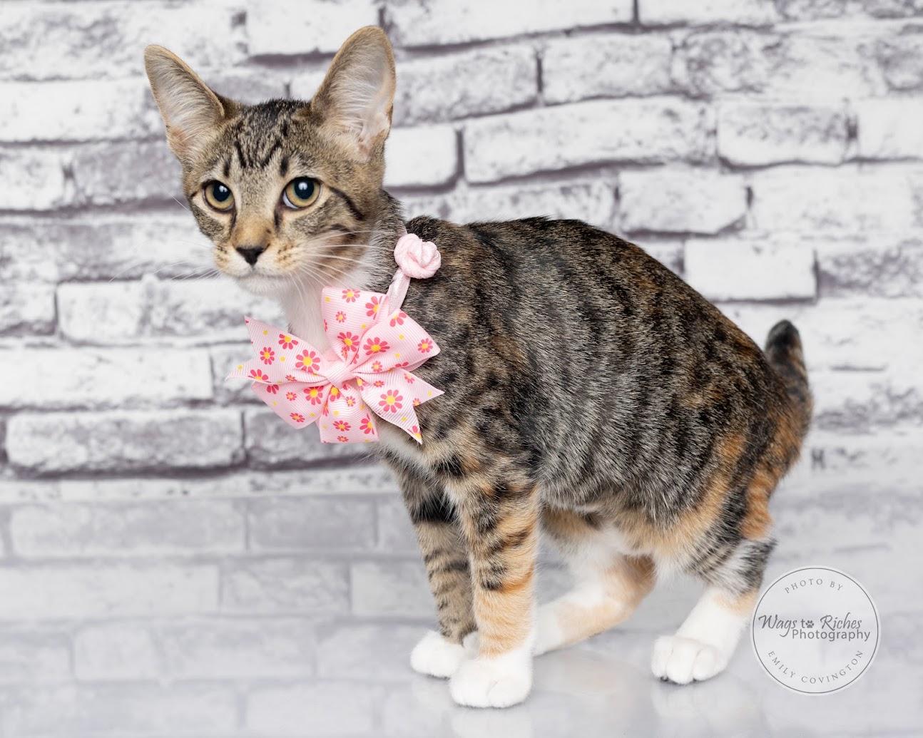 Enlarge Angie - LOVES dogs, a Adoptable mixed breed in Tuscaloosa, AL image 4/6