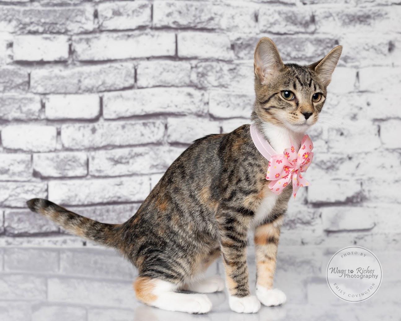 Enlarge Angie - LOVES dogs, a Adoptable mixed breed in Tuscaloosa, AL image 3/6