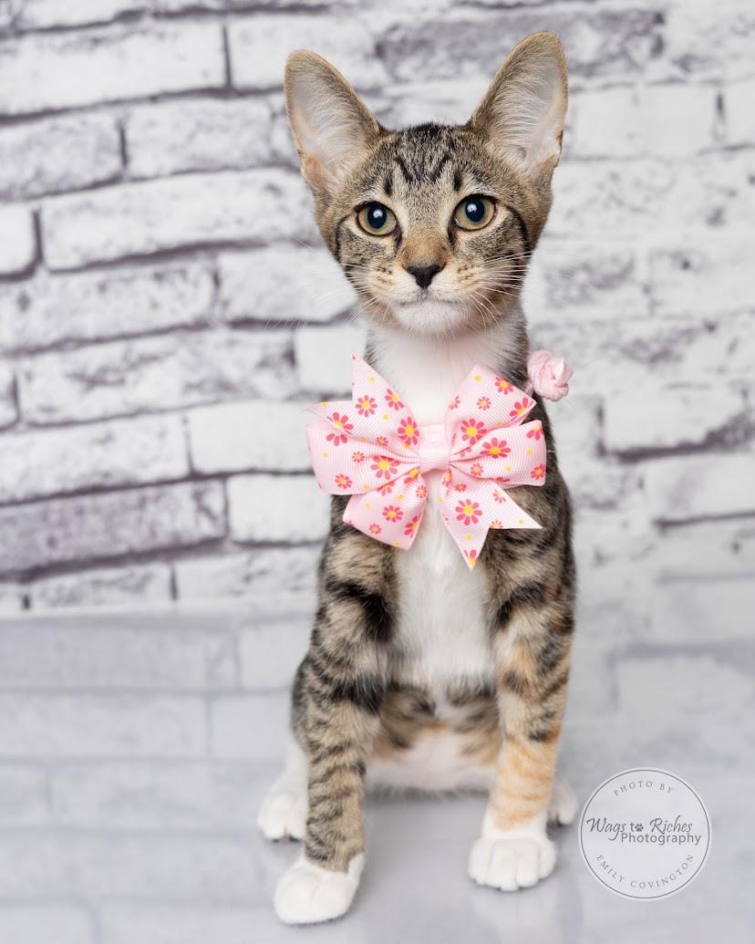 Enlarge Angie - LOVES dogs, a Adoptable mixed breed in Tuscaloosa, AL image 1/6