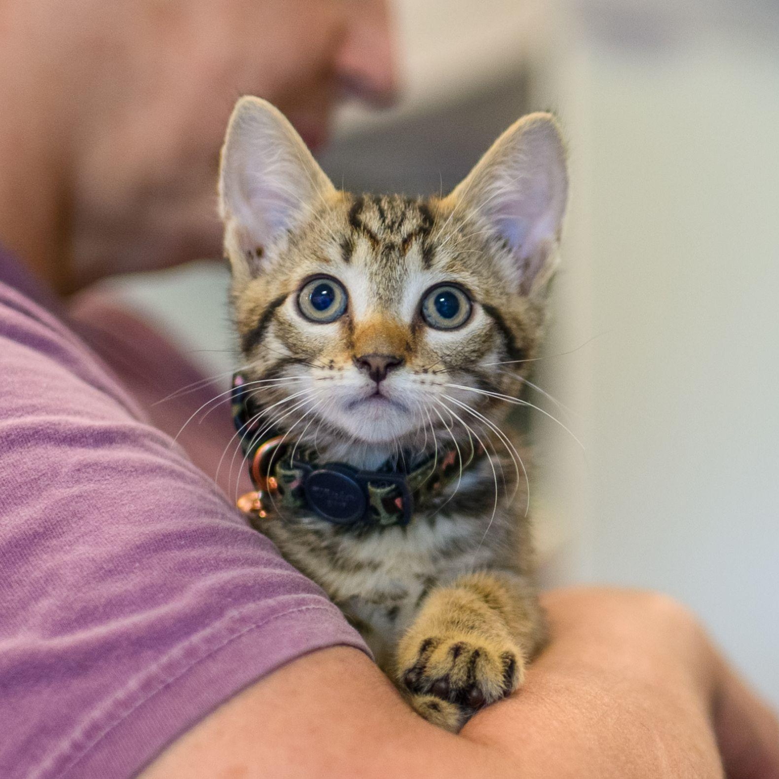 SUGAR, Baby Female Tabby