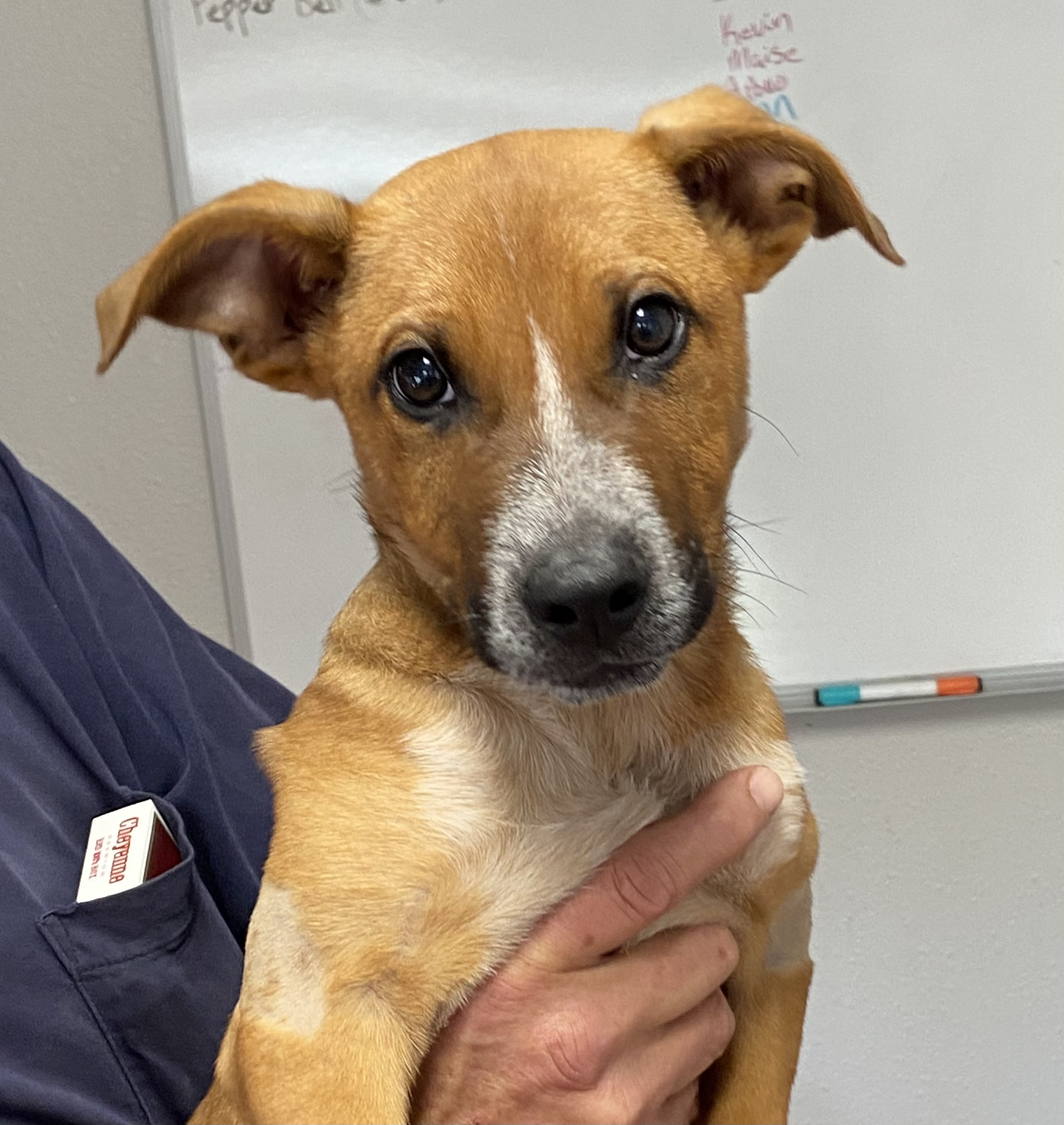Kabocha, Adopted, Puppy Male Australian Cattle Dog / Blue Heeler.