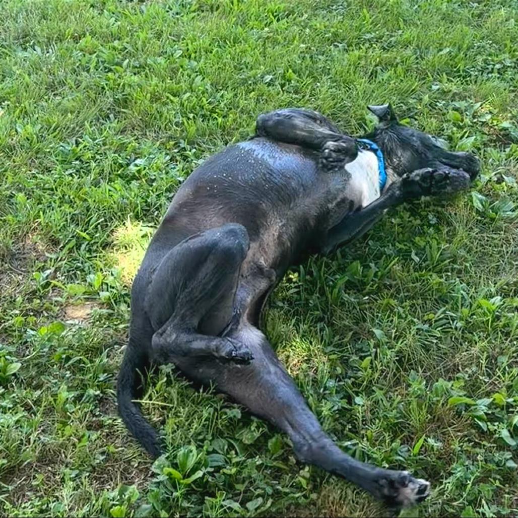 Shane, a Adoptable Mixed Breed in Chattanooga, TN image 1/5